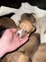 Tank, a male American Bully for sale in Albuquerque, NM – Photo 5 of 7