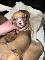 Tank, a male American Bully for sale in Albuquerque, NM – Photo 3 of 7