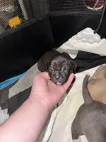 Spaz, a male American Bully for sale in Albuquerque, NM – Photo 3 of 6