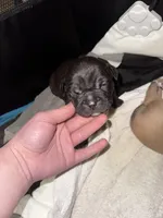 Spaz, a male American Bully for sale in Albuquerque, NM – Photo 2 of 6