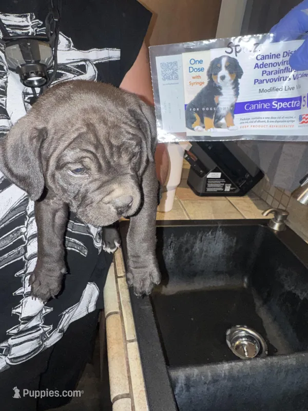 Spaz – American Bully puppy for sale in Albuquerque, NM