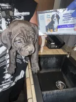 Spaz, a male American Bully for sale in Albuquerque, NM – Photo 1 of 6