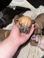YEPA, a male American Bully for sale in Albuquerque, NM – Photo 1 of 5