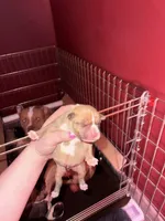 YEPA, a male American Bully for sale in Albuquerque, NM – Photo 2 of 5