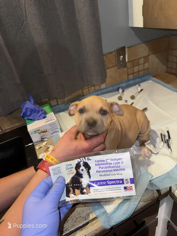 Jita – American Bully puppy for sale in Albuquerque, NM