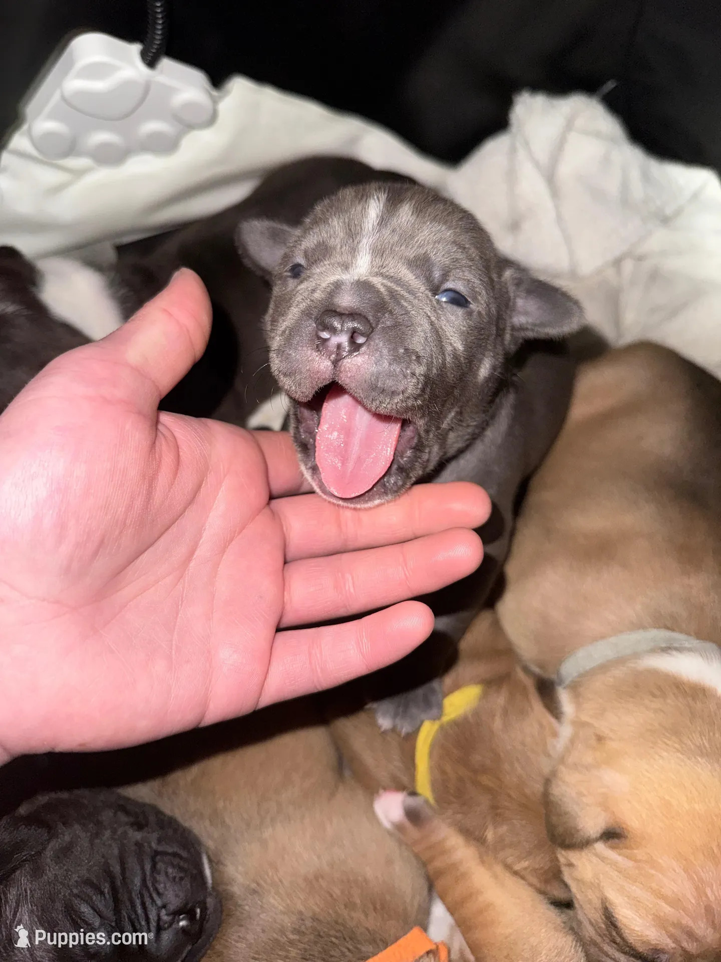 G – American Bully puppy for sale in Albuquerque, NM