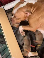 Pooh Feisty, a female American Bully for sale in Albuquerque, NM – Photo 3 of 5