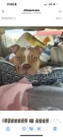 Pooh Feisty, a female American Bully for sale in Albuquerque, NM – Photo 5 of 5