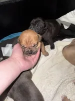 Pooh Feisty, a female American Bully for sale in Albuquerque, NM – Photo 2 of 5