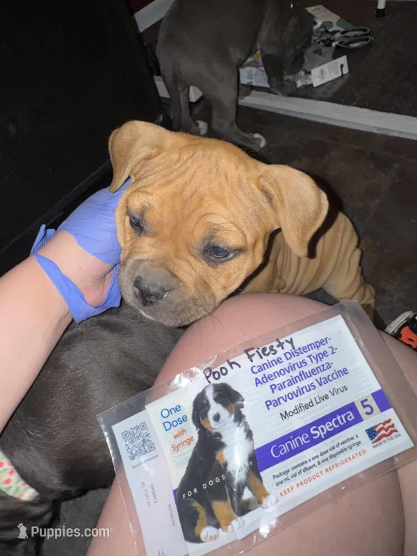 Pooh Feisty – American Bully puppy for sale in Albuquerque, NM