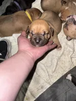 Lil Peep, a male American Bully for sale in Albuquerque, NM – Photo 2 of 7