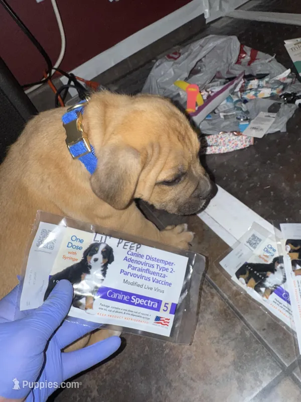 Lil Peep – American Bully puppy for sale in Albuquerque, NM