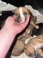 Valley, a female American Bully for sale in Albuquerque, NM – Photo 3 of 7