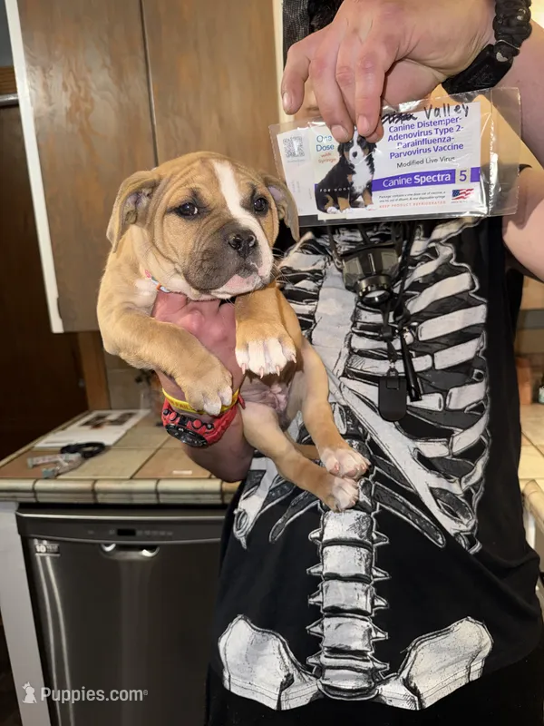 Valley – American Bully puppy for sale in Albuquerque, NM