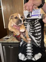Valley, a female American Bully for sale in Albuquerque, NM – Photo 1 of 7