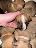 Valley, a female American Bully for sale in Albuquerque, NM – Photo 5 of 7