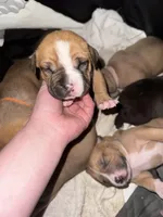 Valley, a female American Bully for sale in Albuquerque, NM – Photo 2 of 7