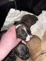 Ivar, a male American Bully for sale in Albuquerque, NM – Photo 6 of 9