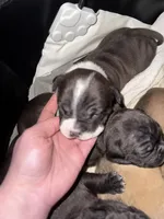 Ivar, a male American Bully for sale in Albuquerque, NM – Photo 3 of 9