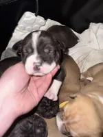 Ivar, a male American Bully for sale in Albuquerque, NM – Photo 2 of 9