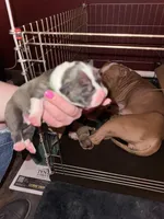 Ivar, a male American Bully for sale in Albuquerque, NM – Photo 7 of 9