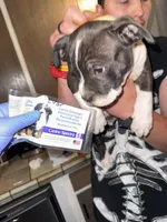 Ivar, a male American Bully for sale in Albuquerque, NM – Photo 1 of 9