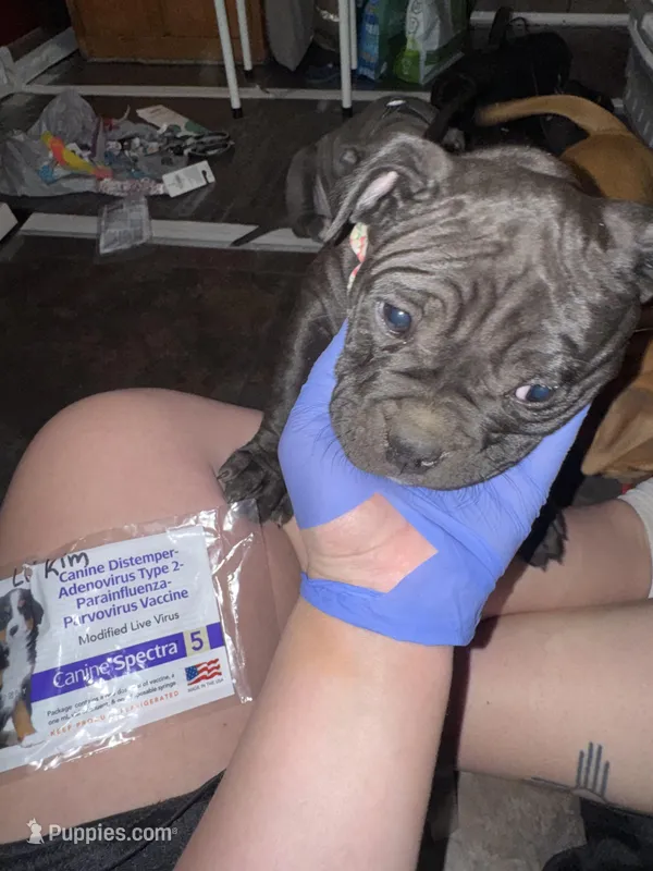 Cardi B – American Bully puppy for sale in Albuquerque, NM