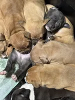 Cardi B, a female American Bully for sale in Albuquerque, NM – Photo 2 of 9