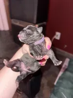 Cardi B, a female American Bully for sale in Albuquerque, NM – Photo 5 of 9