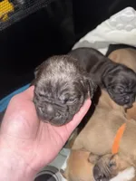 Cardi B, a female American Bully for sale in Albuquerque, NM – Photo 3 of 9