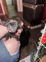 Cardi B, a female American Bully for sale in Albuquerque, NM – Photo 4 of 9