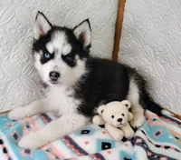 Bella, a female Siberian Husky for sale in Iowa, IA – Photo 5 of 6