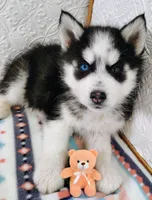 Bella, a female Siberian Husky for sale in Iowa, IA – Photo 1 of 6