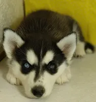 Eliza, a female Siberian Husky for sale in Iowa, IA – 2 of 6
