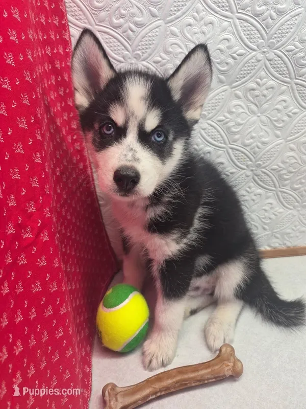 Siber – Siberian Husky puppy for sale in Iowa, IA