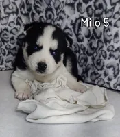 Milo, a male Siberian Husky for sale in Iowa, IA – Photo 5 of 7