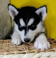 Eliza, a female Siberian Husky for sale in Iowa, IA – 6 of 6