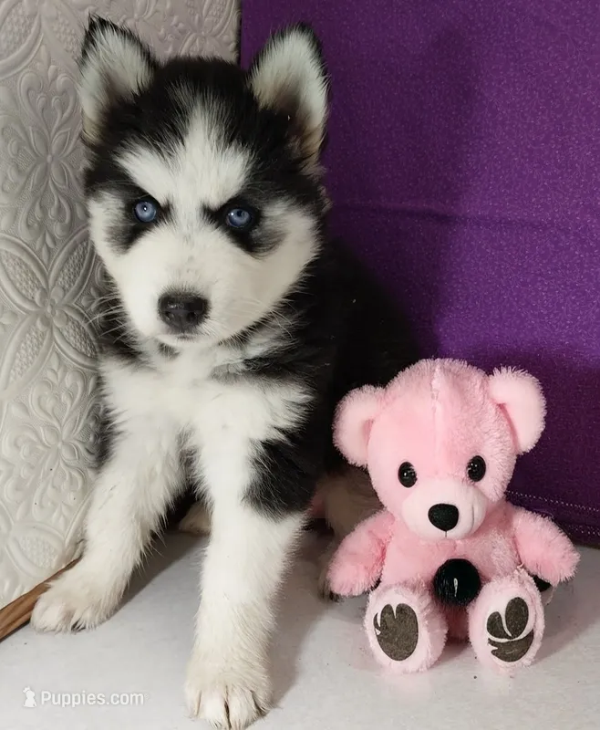 Lizzy – Siberian Husky puppy for sale in Iowa, IA