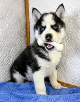 Apollo, a male Siberian Husky for sale in Iowa, IA – Photo 2 of 5