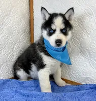 Apollo, a male Siberian Husky for sale in Iowa, IA – Photo 1 of 5