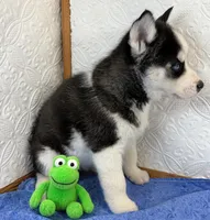 Apollo, a male Siberian Husky for sale in Iowa, IA – Photo 5 of 5