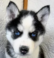 Apollo, a male Siberian Husky for sale in Iowa, IA – Photo 3 of 5