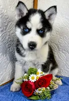 Apollo, a male Siberian Husky for sale in Iowa, IA – Photo 4 of 5