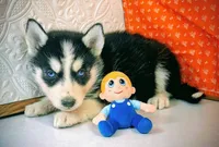ACE, a male Siberian Husky for sale in Iowa, IA – Photo 1 of 5