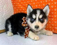 ACE, a male Siberian Husky for sale in Iowa, IA – Photo 2 of 5
