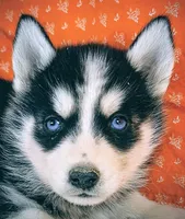 ACE, a male Siberian Husky for sale in Iowa, IA – Photo 5 of 5