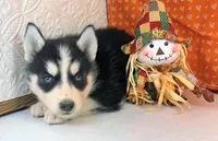 ACE, a male Siberian Husky for sale in Iowa, IA – Photo 3 of 5