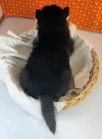 ACE, a male Siberian Husky for sale in Iowa, IA – Photo 4 of 5