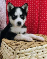 Koda, a male Siberian Husky for sale in Iowa, IA – Photo 3 of 5