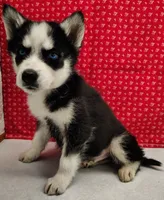 Koda, a male Siberian Husky for sale in Iowa, IA – Photo 4 of 5